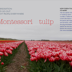 Montessori Tulip Book 5